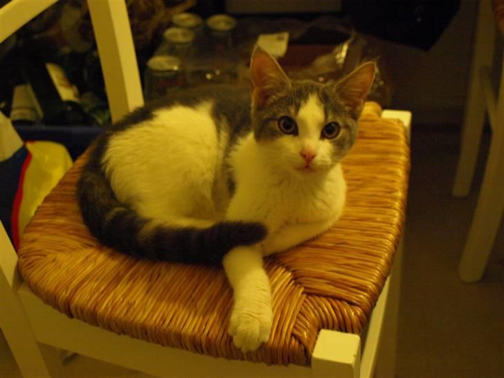 Huskat Dumle billede 1