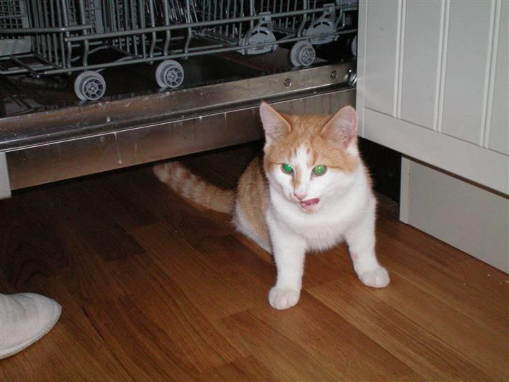 Huskat Noa billede 17