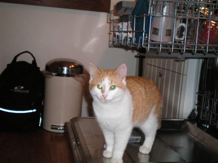 Huskat Noa billede 18