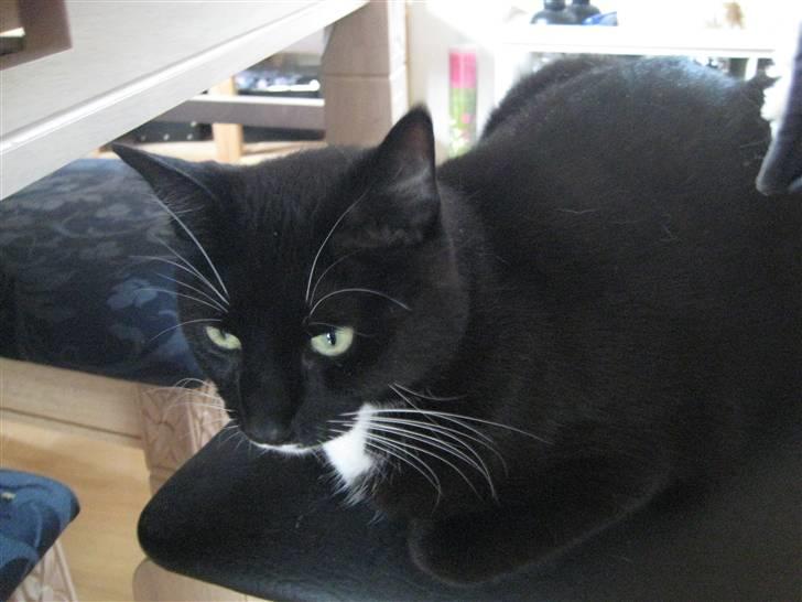 Huskat Bailey billede 1