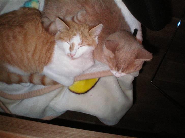 Huskat Noa billede 19