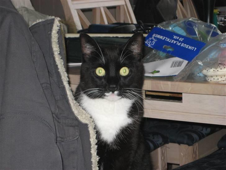 Huskat Bailey billede 3