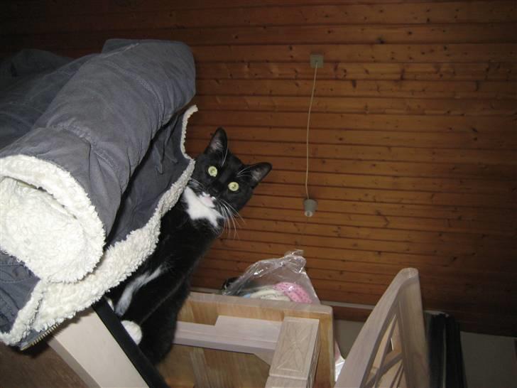 Huskat Bailey billede 4