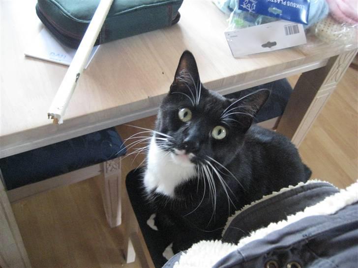 Huskat Bailey billede 5