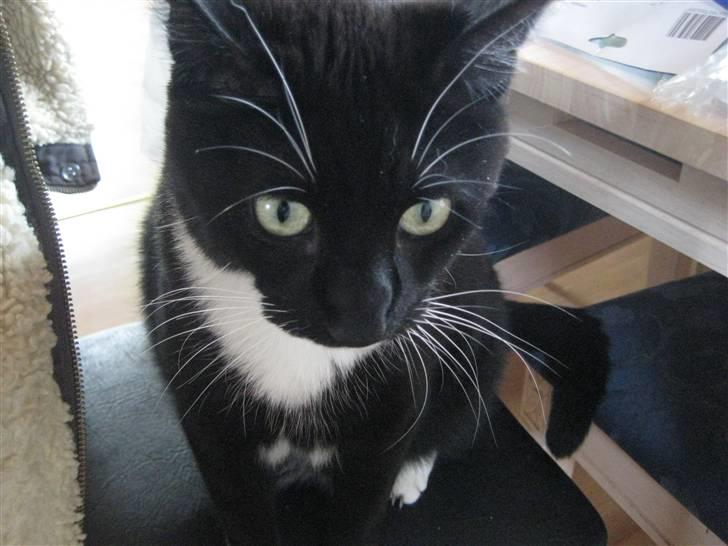 Huskat Bailey billede 6