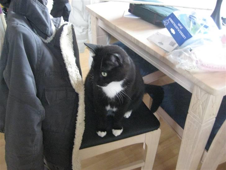 Huskat Bailey billede 8