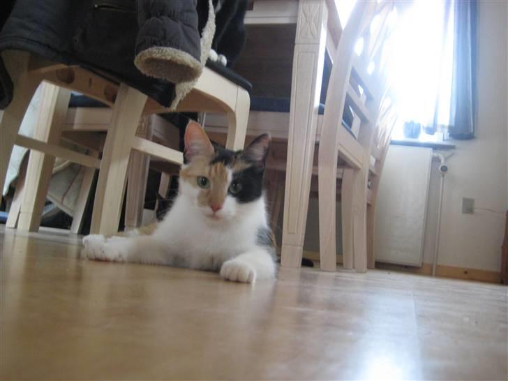 Huskat Trold billede 2