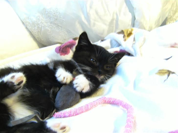 Blanding af racer Mille Mus <33 - hun ligger i min seng & leger :) ILY billede 1