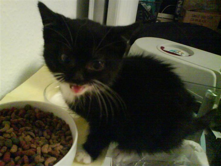 Blanding af racer Mille Mus <33 - Hun mijavede :)  billede 2