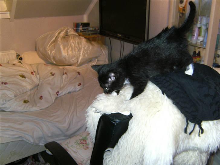 Blanding af racer Mille Mus <33 - se jeg er god til balance mor :) billede 3