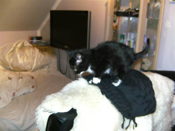 Blanding af racer Mille Mus <33 - hop hop jeg kan godt hoppe herfra :) billede 4