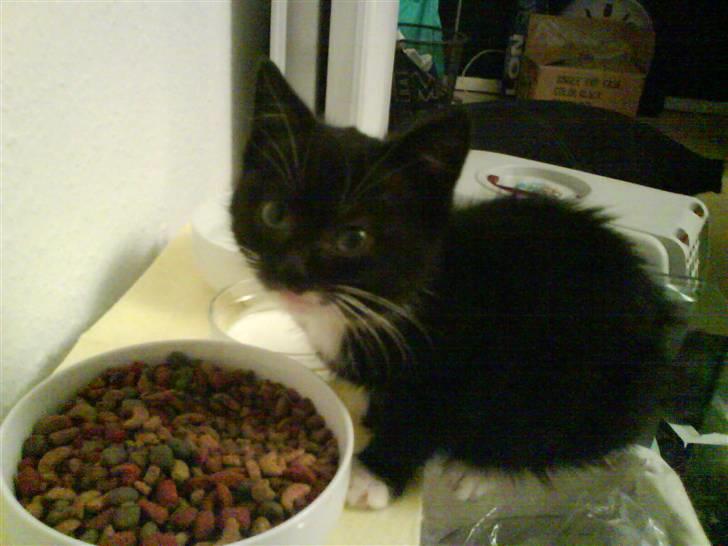 Blanding af racer Mille Mus <33 - mums maden er god min billede 5