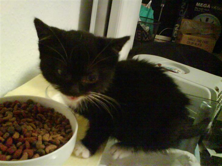 Blanding af racer Mille Mus <33 - smukke mus , spiser billede 6