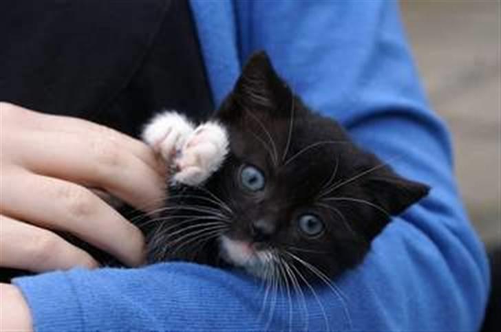 Blanding af racer Mille Mus <33 - hos gamle ejer (:  billede 7