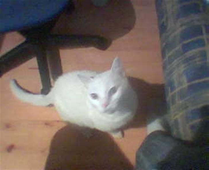 Huskat MODESTY    . + 2008 billede 1