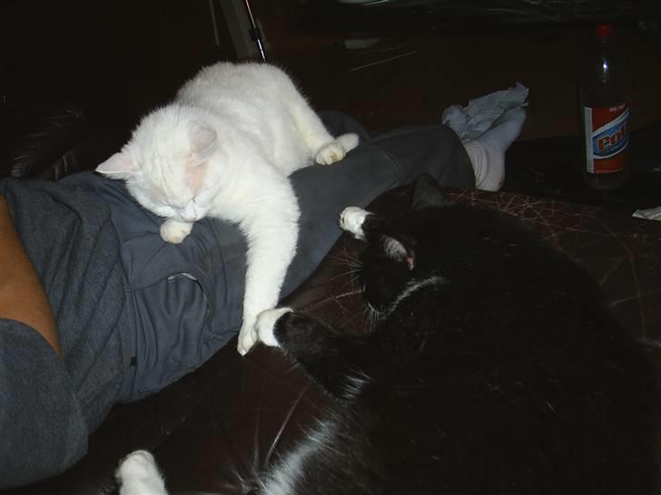 Huskat MODESTY    . + 2008 billede 2