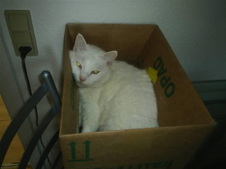 Huskat MODESTY    . + 2008 billede 3