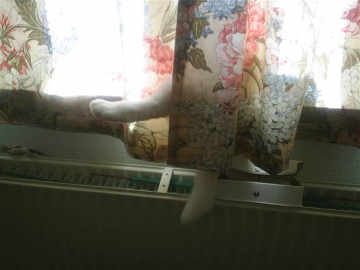 Huskat MODESTY    . + 2008 billede 4