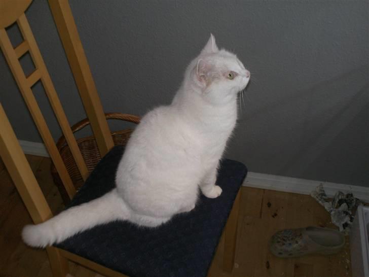 Huskat MODESTY    . + 2008 billede 5