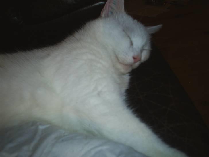 Huskat MODESTY    . + 2008 billede 6