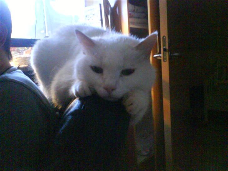 Huskat MODESTY    . + 2008 billede 7