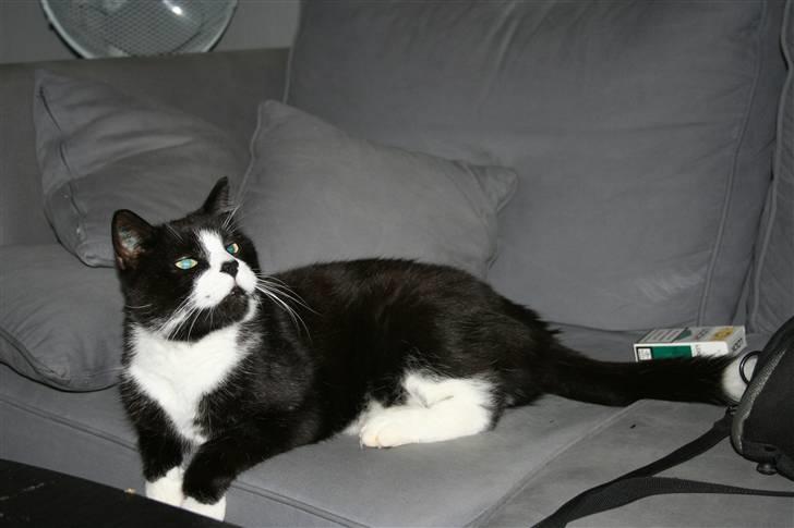 Huskat BUGSY E'lDiaplo Jørgensen billede 11