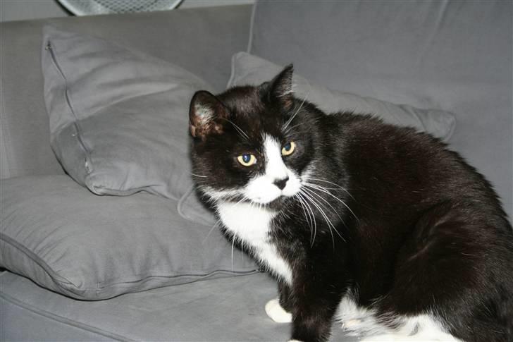 Huskat BUGSY E'lDiaplo Jørgensen billede 12