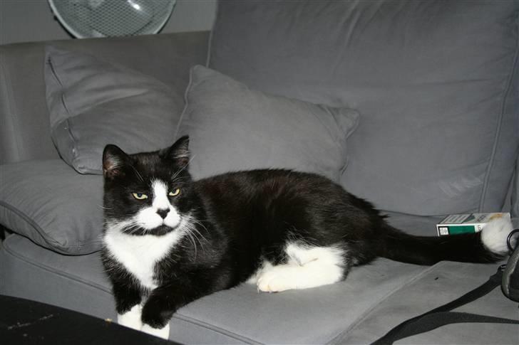 Huskat BUGSY E'lDiaplo Jørgensen billede 13