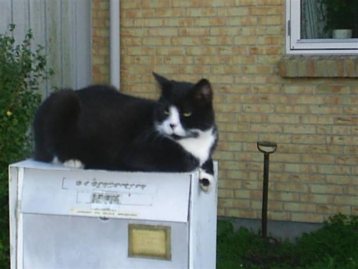 Huskat BUGSY E'lDiaplo Jørgensen billede 14