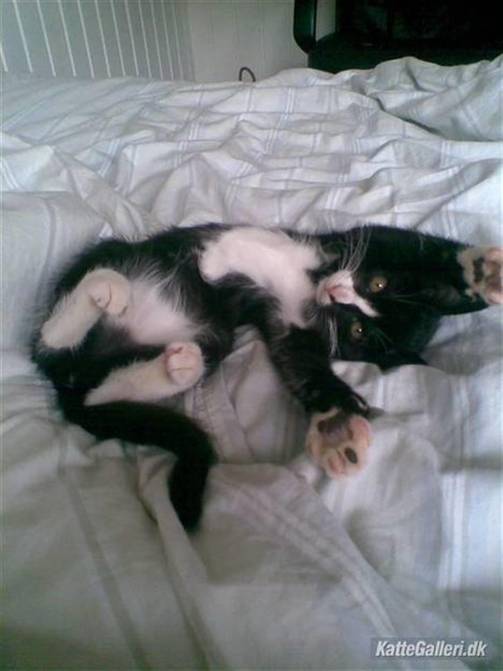 Huskat Molly R.I.P <3 - Den dejligste Molsepige <3, det var dengang vi lige havde fået hende. billede 1