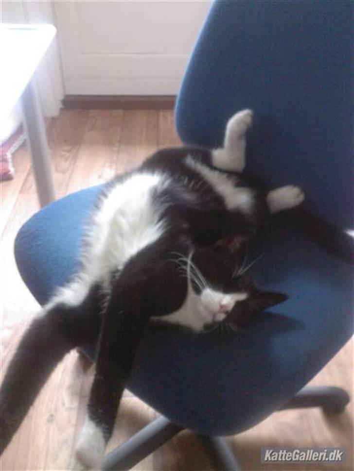 Huskat Molly R.I.P <3 - Når Molly sover allebedst (: billede 2