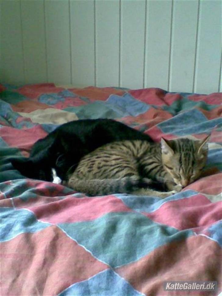 Huskat Molly R.I.P <3 - Molly og hendes bror Simba <3 billede 3