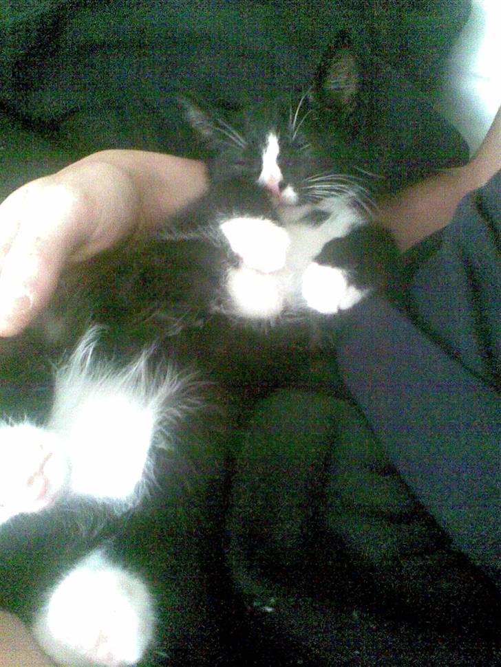 Huskat Molly R.I.P <3 - Får sig lige en lille lur (: billede 4