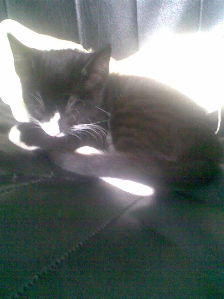 Huskat Molly R.I.P <3 - Den dag vi fik hende (: <3 billede 5