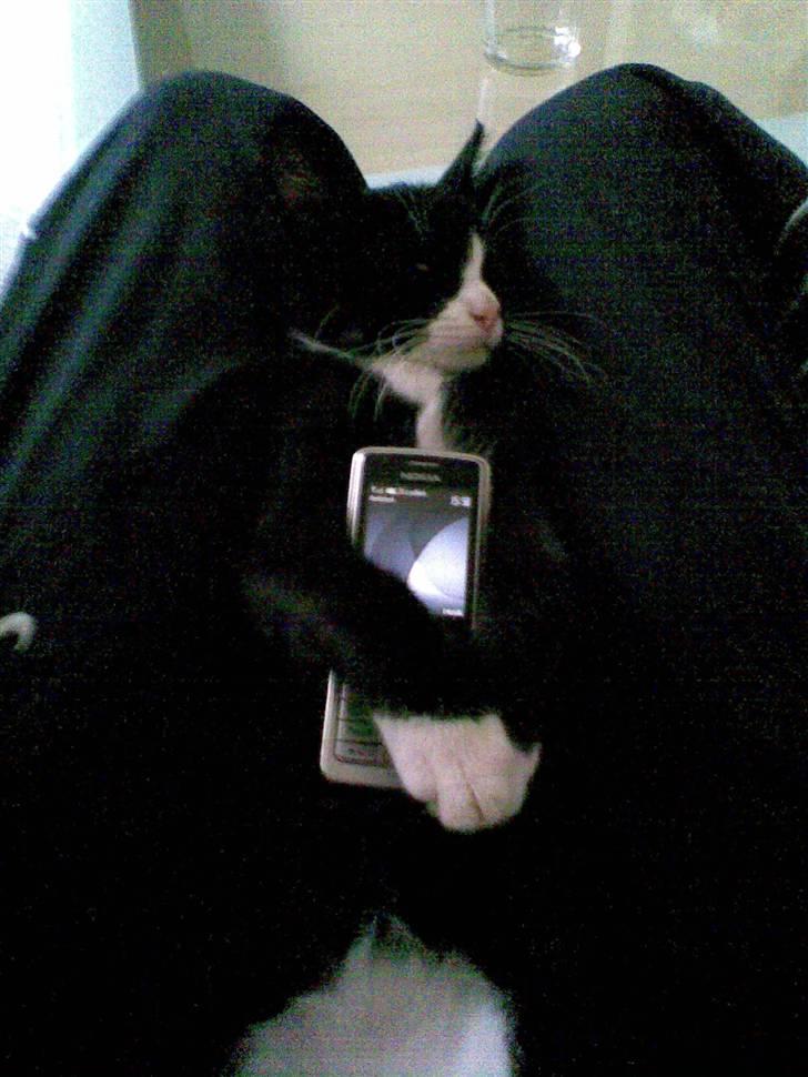 Huskat Molly R.I.P <3 - Lille mobil glade pige ;) billede 6