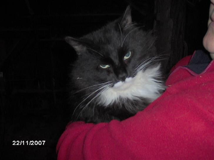 Maine Coon Futte billede 1