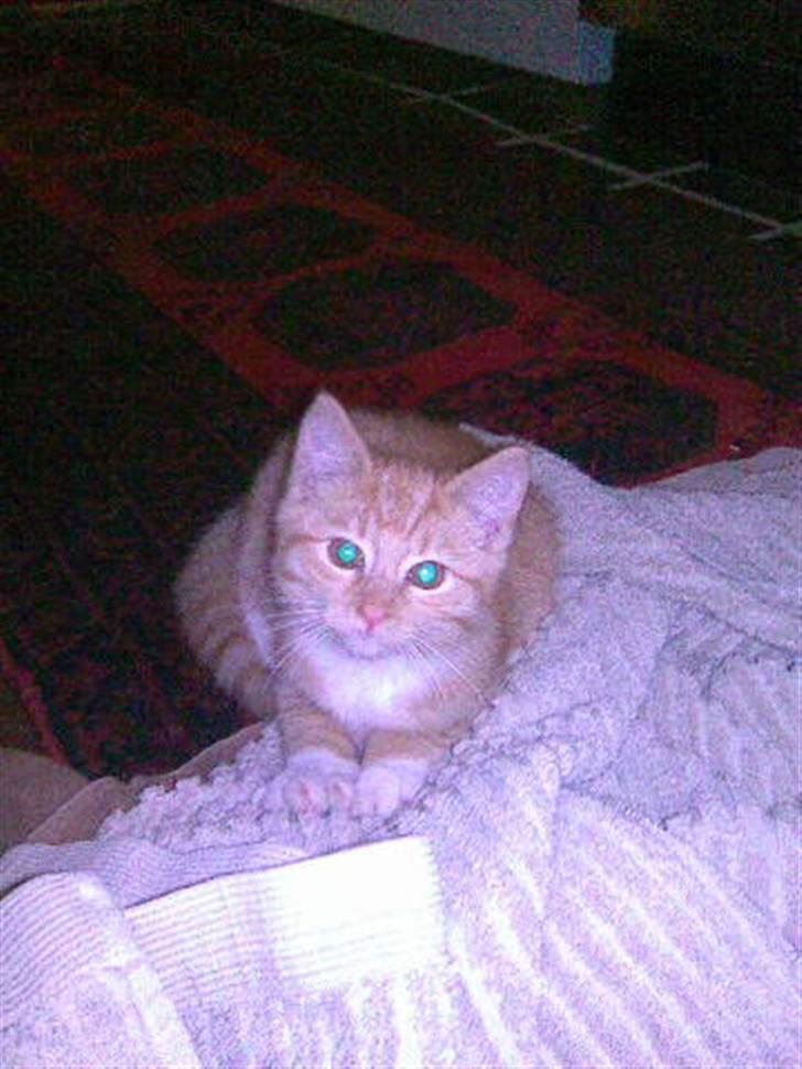 Huskat Sophus Snap - (Sophus) billede 1