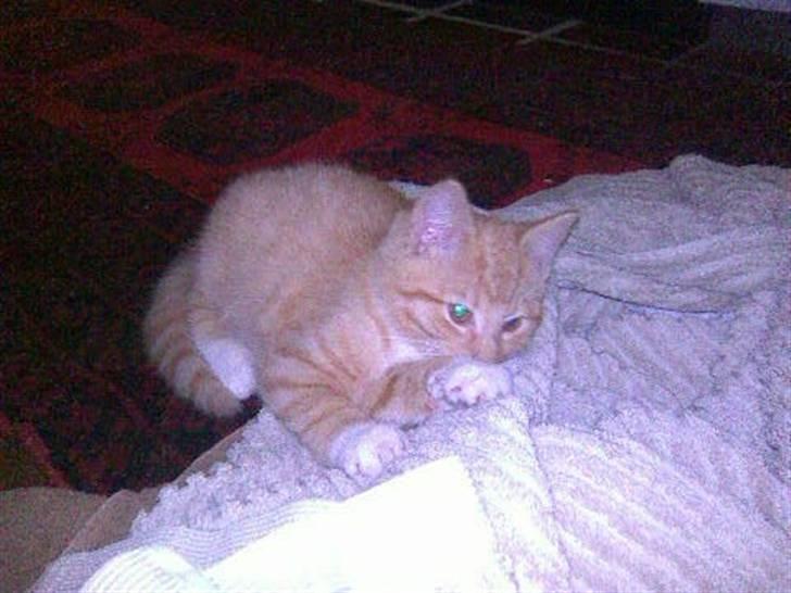 Huskat Sophus Snap - (Sophus) billede 2