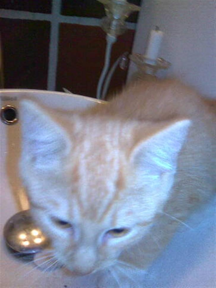 Huskat Sophus Snap - (Sophus) billede 3