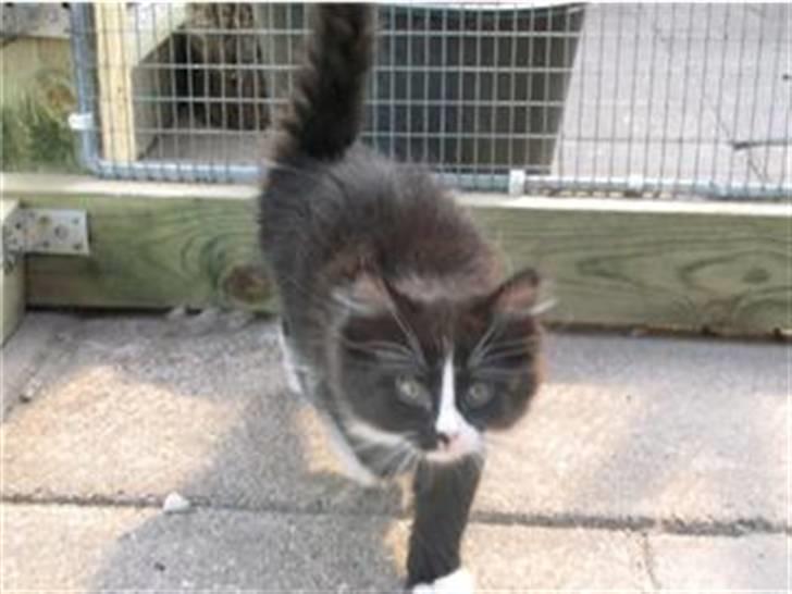 Maine Coon Ronja billede 6