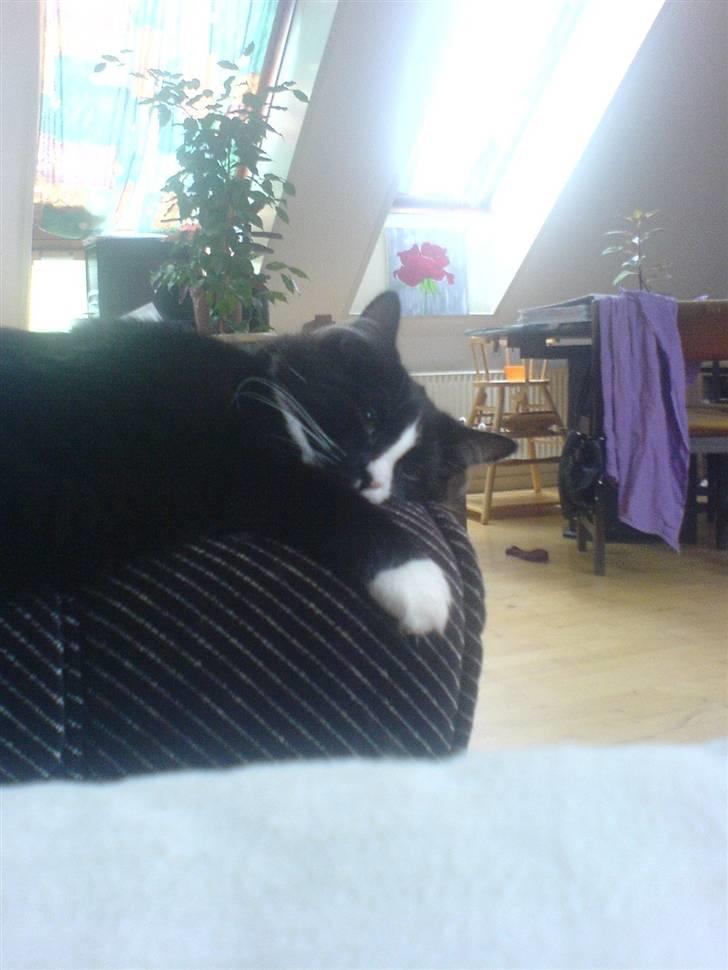 Maine Coon Ronja billede 7