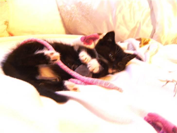 Blanding af racer Mille Mus <33 - Nååh min Piii billede 8