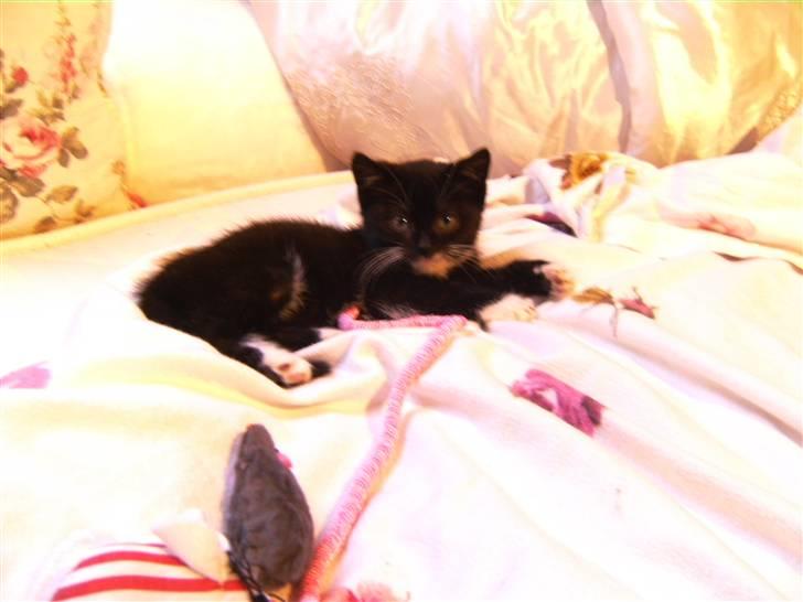 Blanding af racer Mille Mus <33 - hva sker der :) den sødeste billede 9