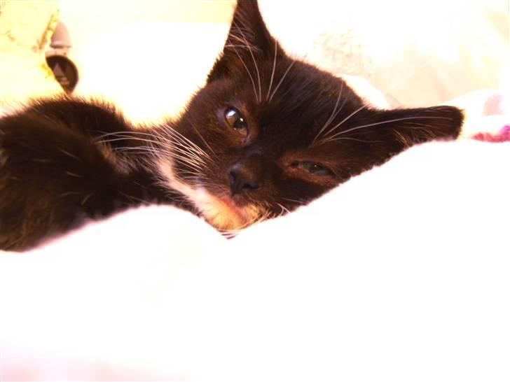 Blanding af racer Mille Mus <33 - Jeg er træt mor  billede 10