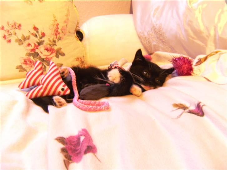 Blanding af racer Mille Mus <33 - Sover , lad miq sove :) <3 billede 11