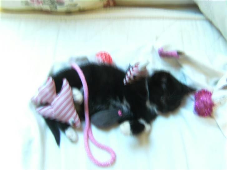 Blanding af racer Mille Mus <33 - Wee (: <3 billede 12