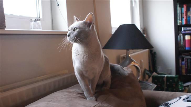 Burmeser Cleopatra - Det er Cleos første dag hjemme hos mig, og hun er ved at udforske hjemmet billede 1