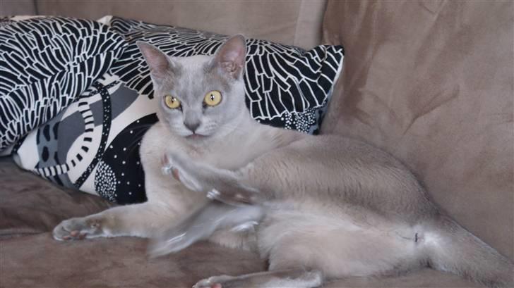 Burmeser Cleopatra - Cleo er ved at hjælpe mig med at sætte julepynt op. Hun elsker specielt sølvstjernerne.. som man kan se på dette billede :) billede 2