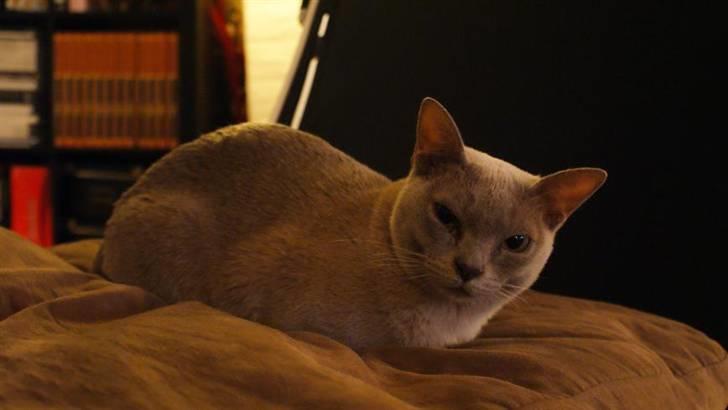 Burmeser Cleopatra - Her kan man rigtig se hendes smukke ansigt billede 3