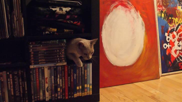 Burmeser Cleopatra - Cleo er MEGET nysgerrig :) billede 4